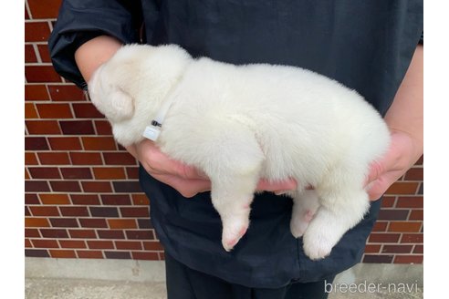 成約済の千葉県のグレートピレニーズ-313605の13枚目